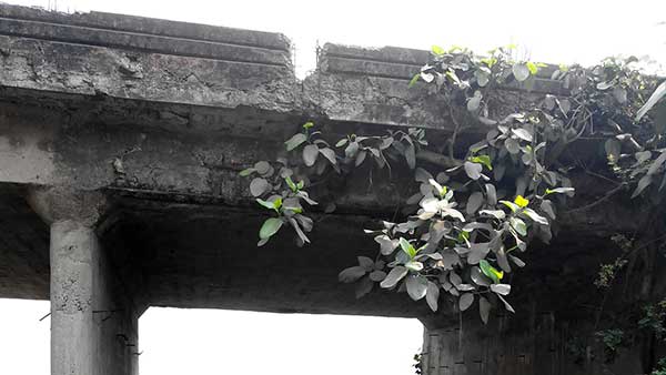 Bridge Inspection photograph